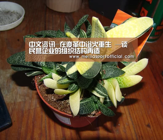 中文资讯-在变革中浴火重生 —谈民营企业的组织结构再造(图4) 中文资讯